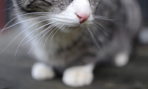 “意甲激烈交锋：谁将成为联赛新贵？”，意甲联赛足球