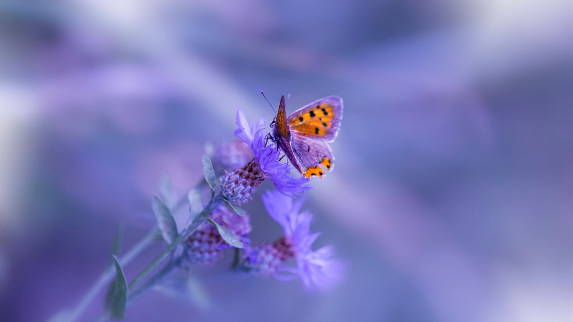 《【电竞衍生品】周边市场火热，限量皮肤引爆收藏热潮》，电竞周边 网站