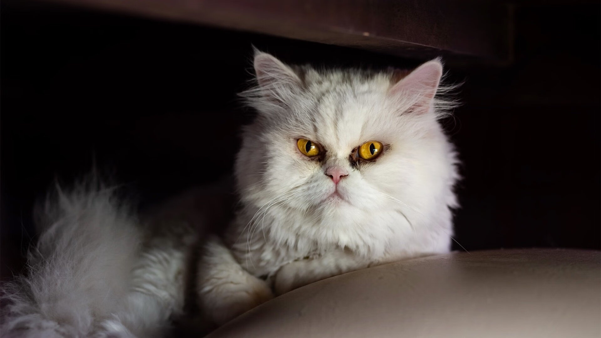 乡村马术表演,传承传统技艺,中国马镇马术表演