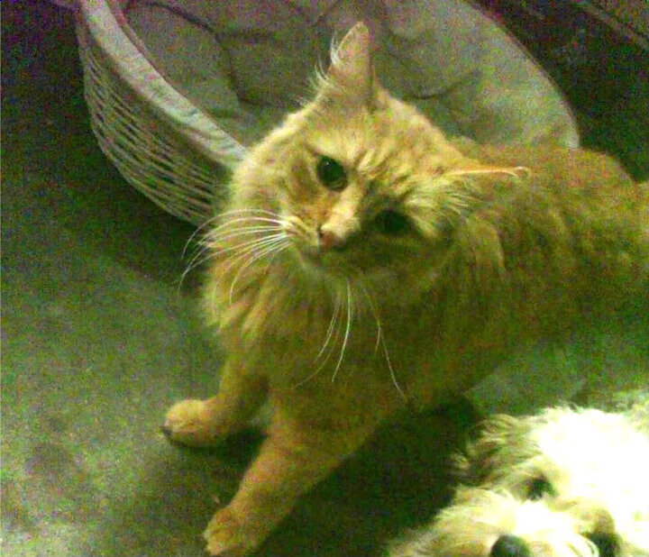 中国足球最新科研项目推出,增强运动表现,中国足球振兴计划